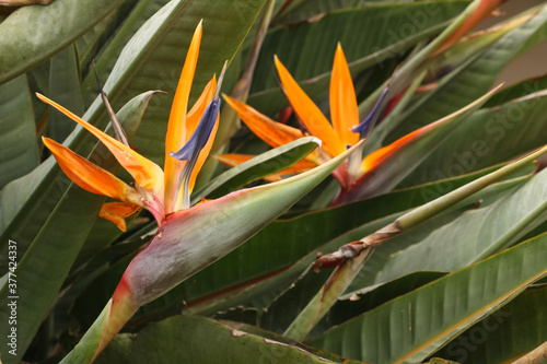 Flor Strelitzia o Flor Pájaro