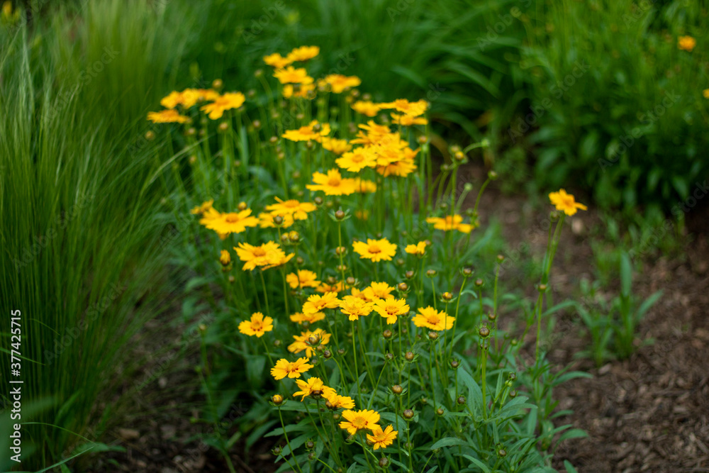 Fototapeta premium yellow dandelions in the grass