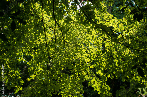 Vibrant Green Leaves in Light and shade © alan