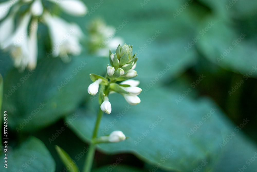 Obraz premium lily of the valley