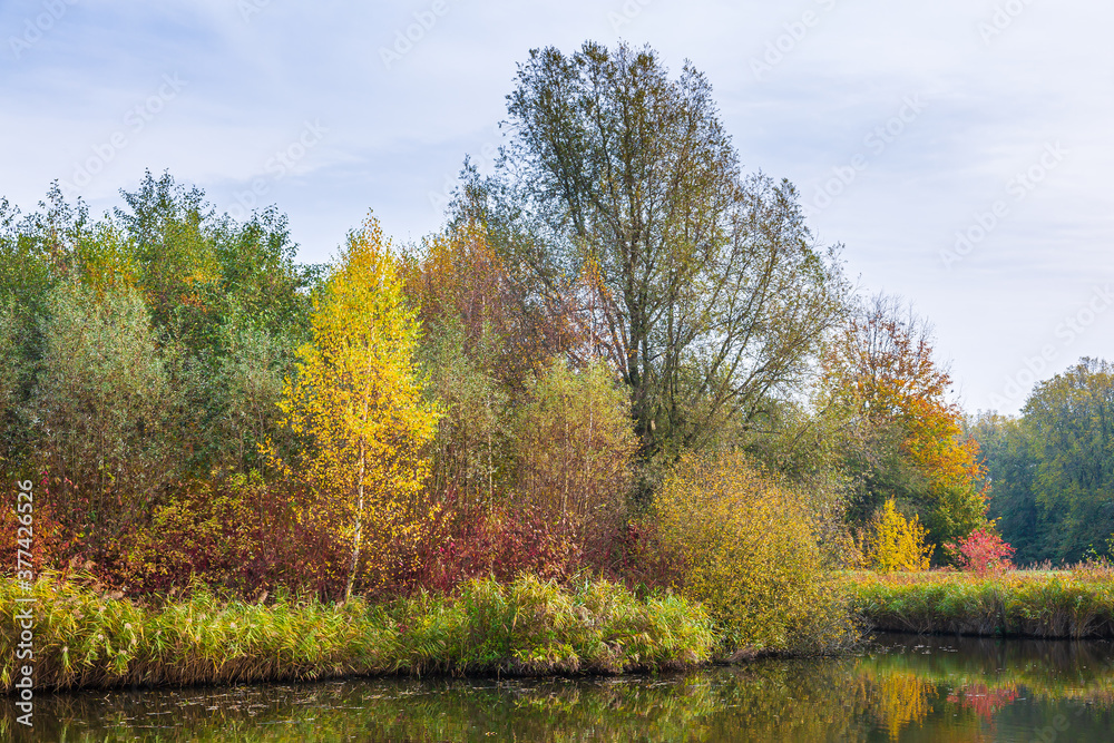 Autumn colored forest landscape with small river