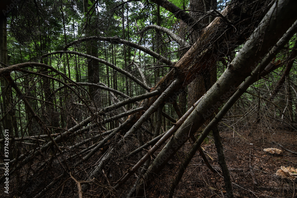 Old fallen trees in the corniferous forest. Low key filtered Old fallen trees in the corniferous forest. Low key filtered