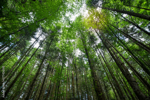 Bottom view of tall old trees in evergreen spruce forest