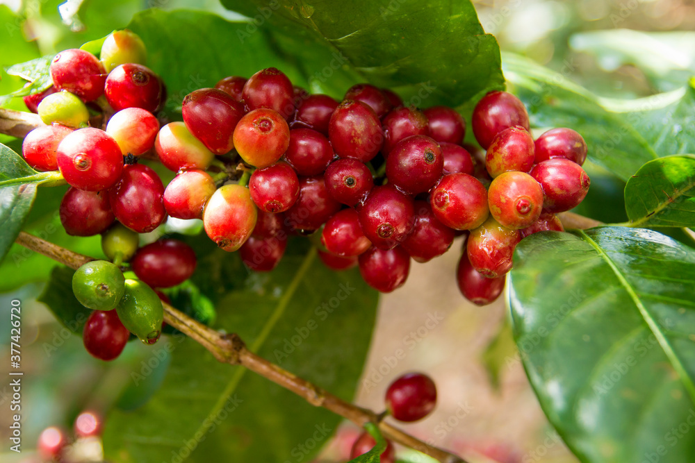 A branch full of coffee beans that have drops of water