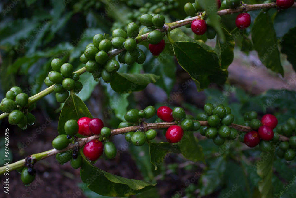 A branch full of coffee beans that have drops of water