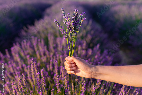Lavender in Provence at sunset photo