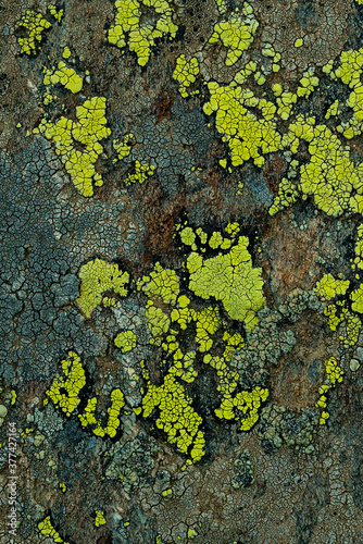 Lichens photo