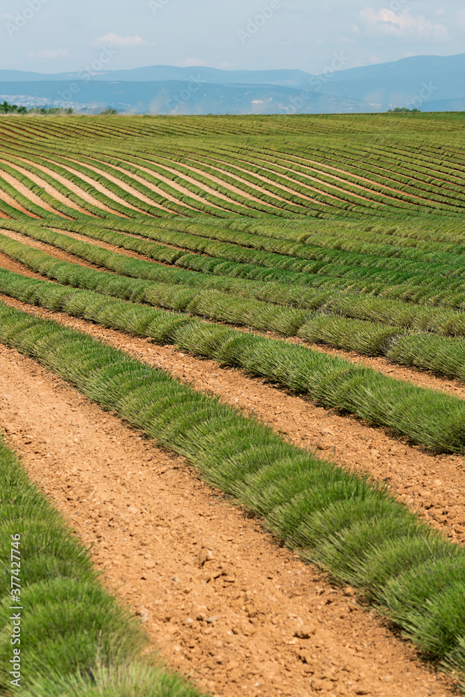 Lavender field after harvest Lavender field after harvest