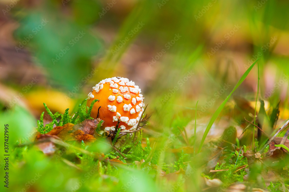 amanita muscaria, fly agaric or fly amanita basidiomycota muscimol mushroom amanita muscaria, fly agaric or fly amanita basidiomycota muscimol mushroom