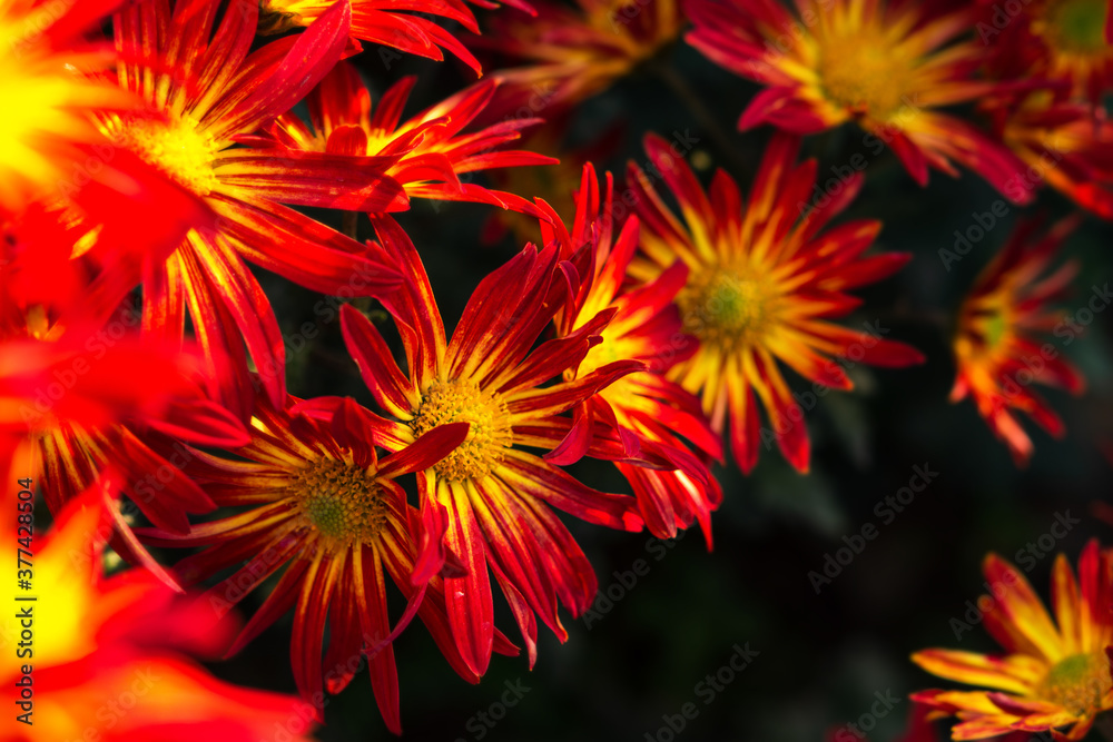 Background of red chrysanthemums with a yellow core. Beautiful bright chrysanthemums in the garden. Flower meadow in soft focus. Autumn flower background. Background of red chrysanthemums with a yellow core. Beautiful bright chrysanthemums in the garden. Flower meadow in soft focus. Autumn flower background.