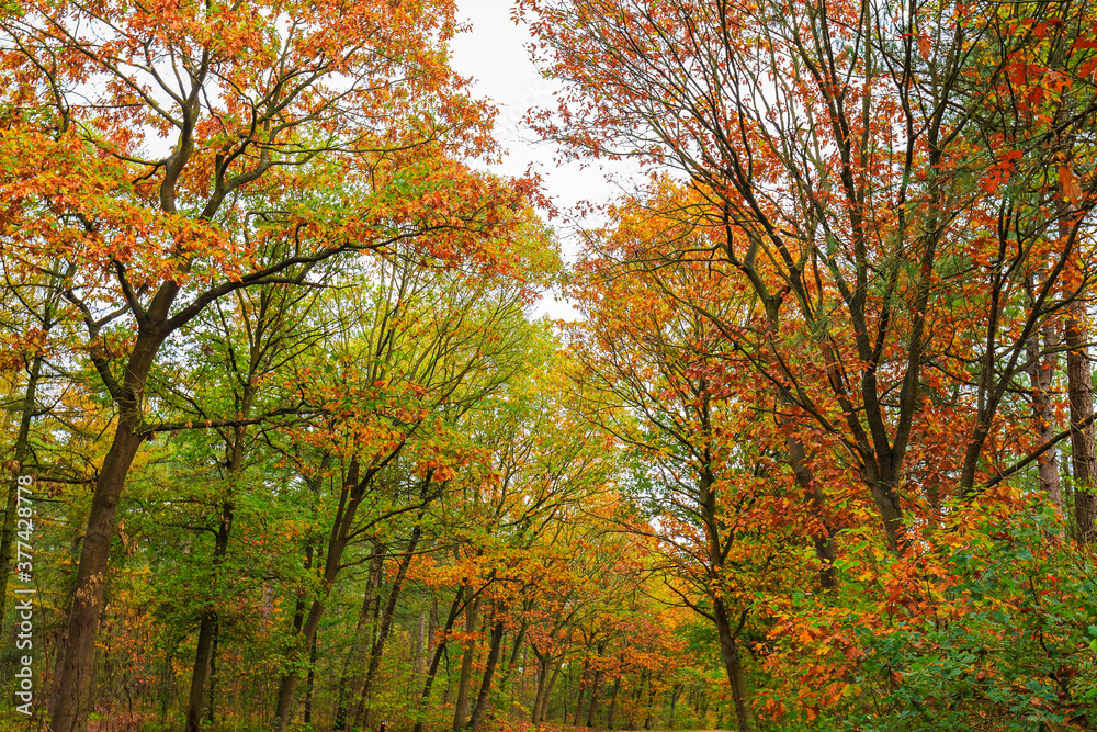 Autumn forest landscape in daylight scenery
