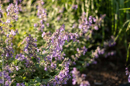 close up of lavender