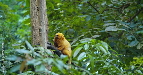 Golden lion tamarin close up view 