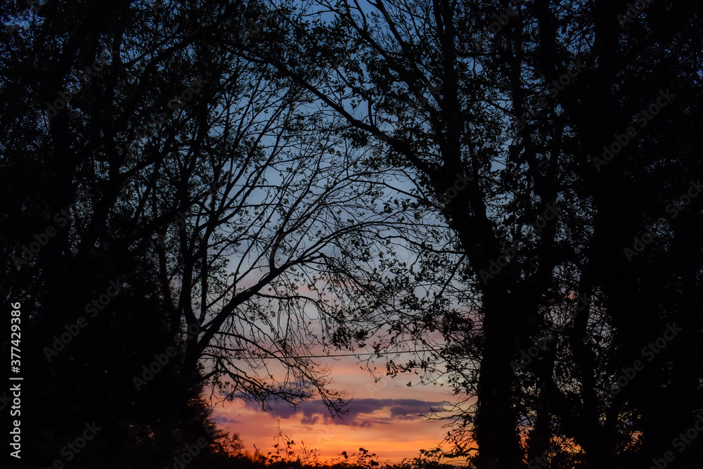 Vibrant Sunrise Against Tree Silhouette
