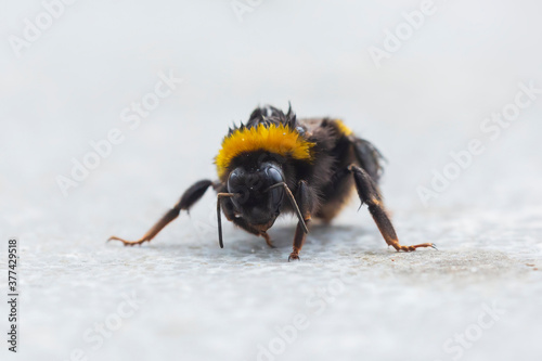 Large earth bumblebee Bombus terrestris closeup