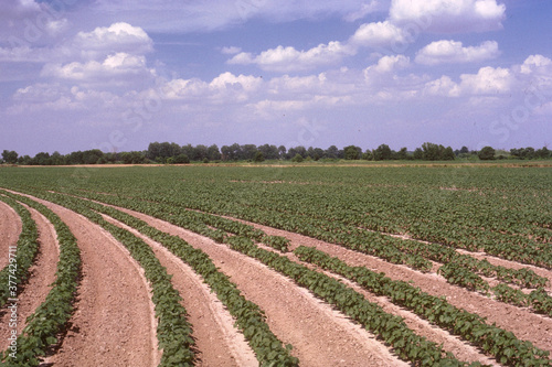 Planting Cotton