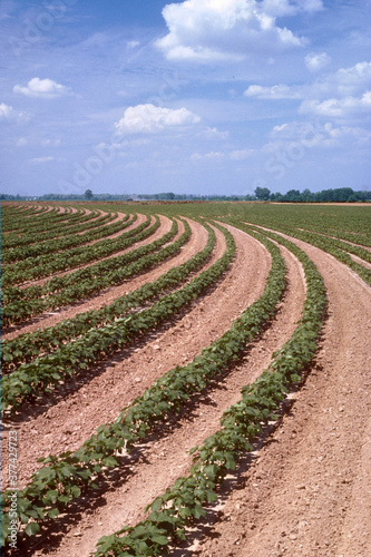Planting Cotton