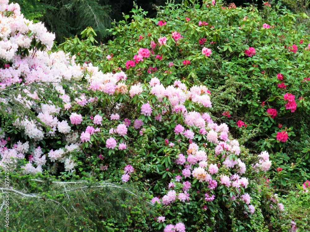 rhododendron flowers in the garden