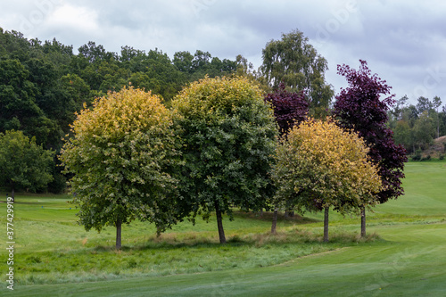 Trees with autumn colors on a golf course in Sweden, Europe