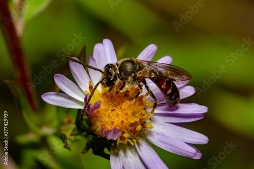 insecte butineur fleur mauve  © c-chez-marc