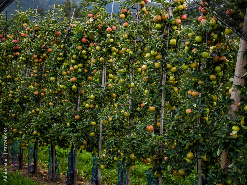 The apples are ripe. Apple picking season. Black Forest. Germany