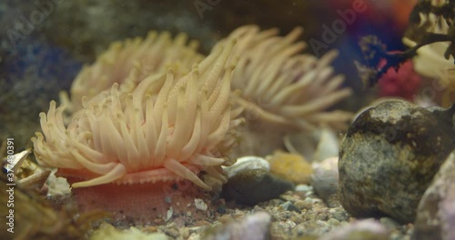 Silver spotted anemone close up view  photo