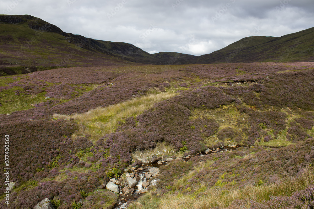 Landscape surrounding heather