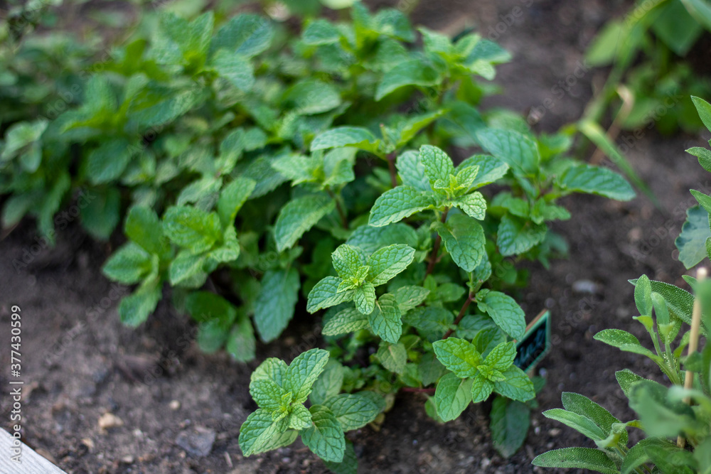 plants in a garden plants in a garden