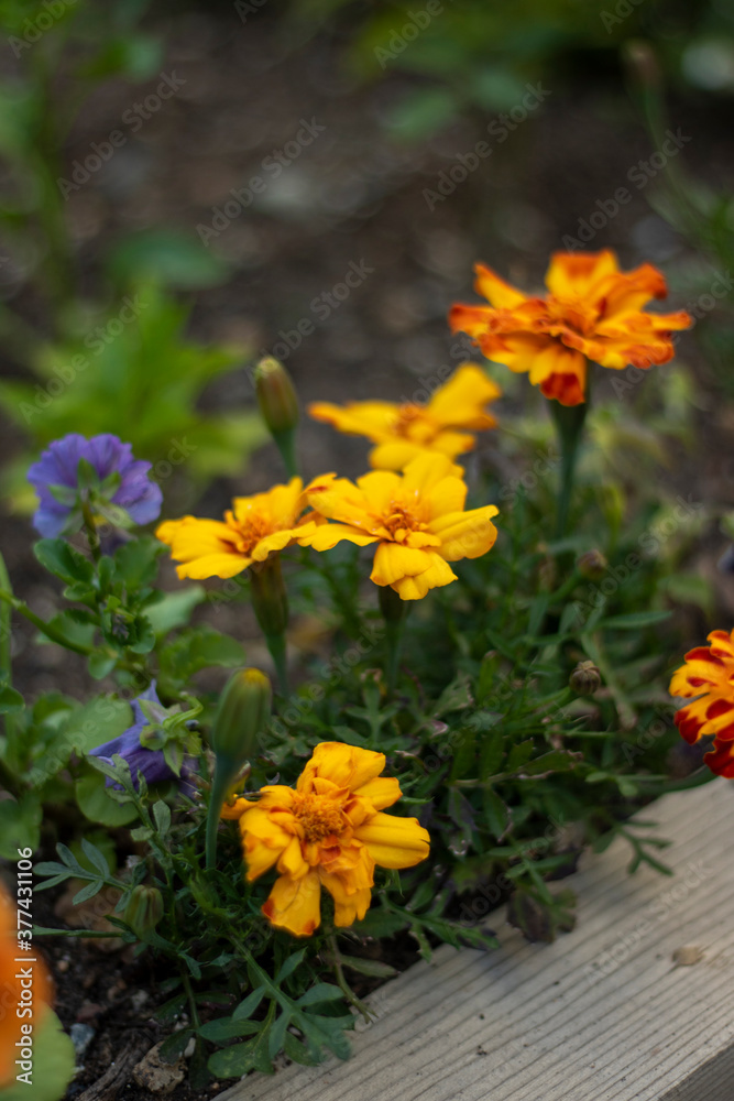 Obraz premium yellow flowers on the ground