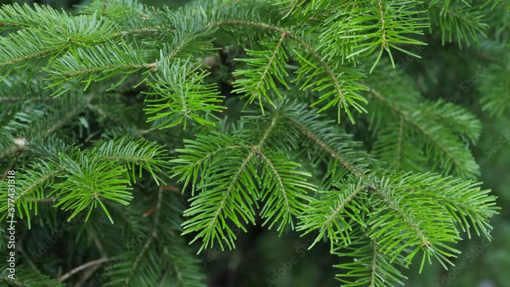 Green spruce branches as a textured background. Sways in the wind. Green spruce branches as a textured background. Sways in the wind.