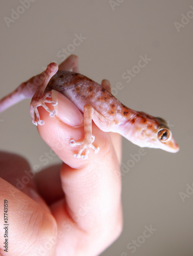 The Hasselquist's fan-footed gecko on a man's hand photo