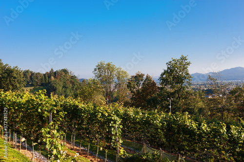 vineyard in the summer