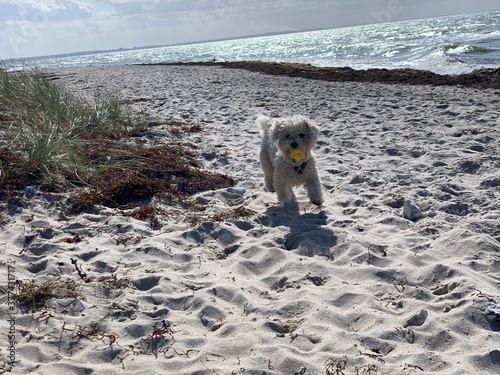 dog on the beach