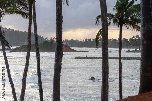 Coconut palms on Coconut hill, Marissa, Sri Lanka © darkydoors