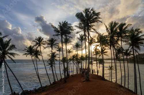 Coconut palms on Coconut hill, Marissa, Sri Lanka