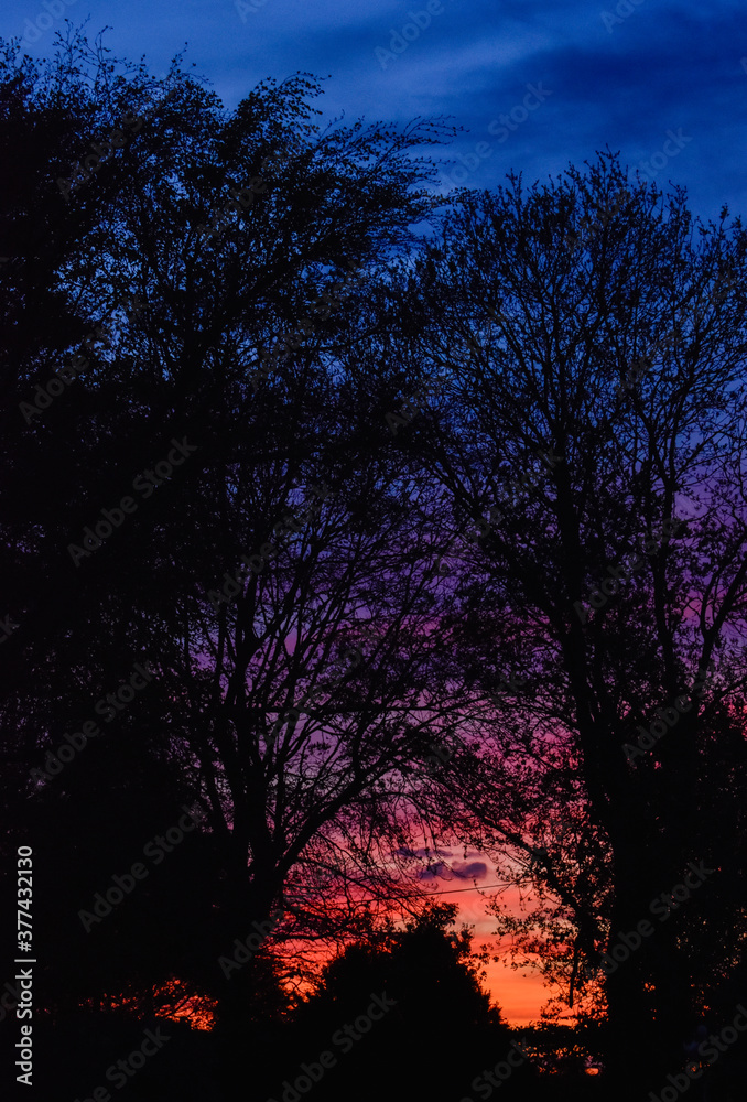 Vibrant Winter Sunset with Tree Silhouette Vibrant Winter Sunset with Tree Silhouette