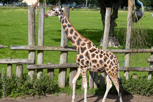 Photography Giraffe on safari