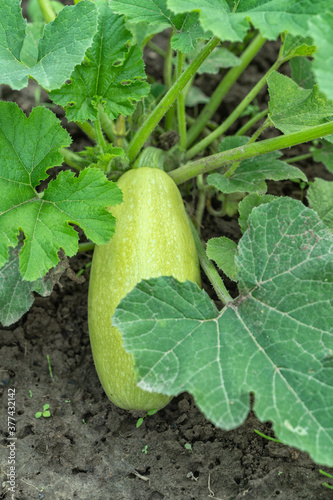 Home Grown Organic green Courgette in Vegetable Garden.