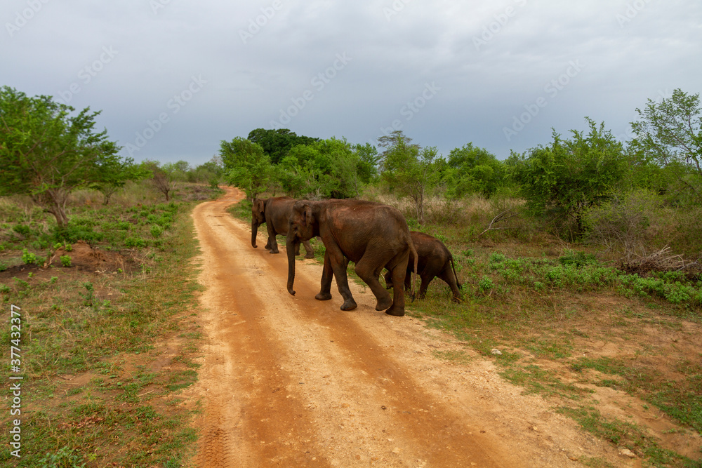Fototapeta premium Elephants on a road in Udawalawe, Sri Lanka