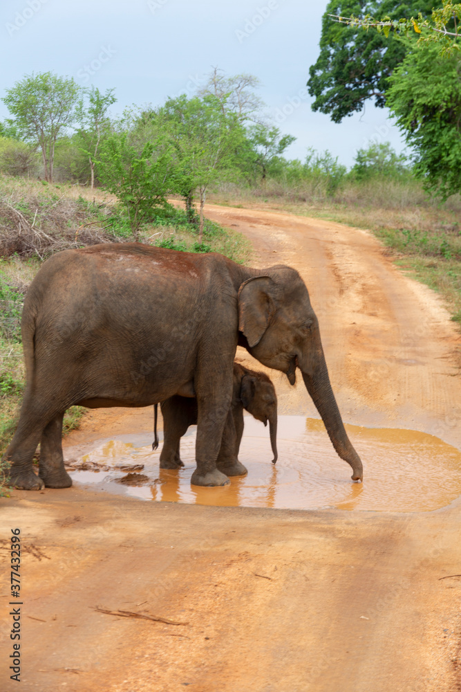 A mother and baby elephants drink from a puddle of water after a long period of drought, Udawalawe, Sri Lanka