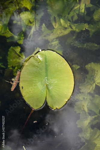 Green Lily Pads In Canal, Ireland