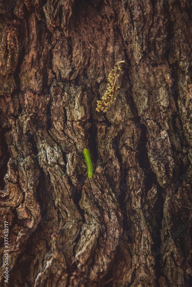 worm on tree