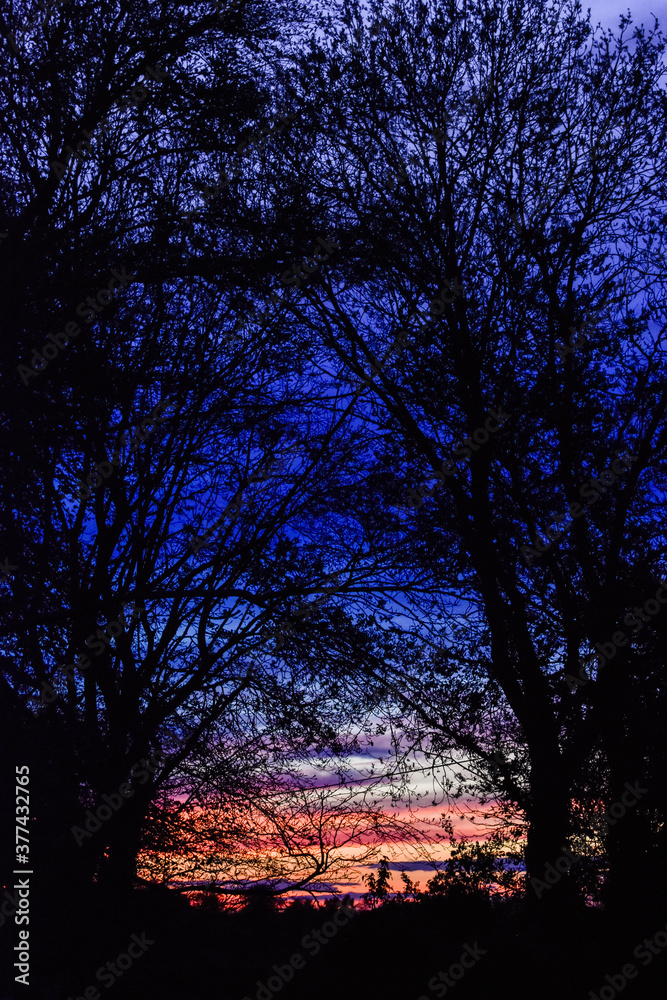 Vibrant Winter Sunset with Tree Silhouette Vibrant Winter Sunset with Tree Silhouette