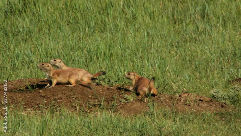 Black tailed prairie dogs in grassland Black tailed prairie dogs in grassland