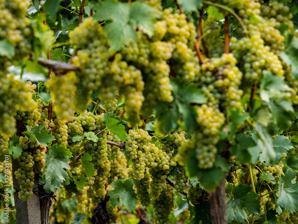 The grapes are ripe. Vintage season. Winemaking in Alsace.