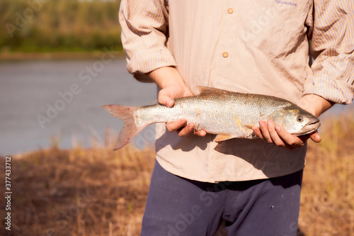 Fototapeta Naklejka Na Ścianę i Meble -  Big fish asp in men's hands. The fisherman caught the fish. Ural River