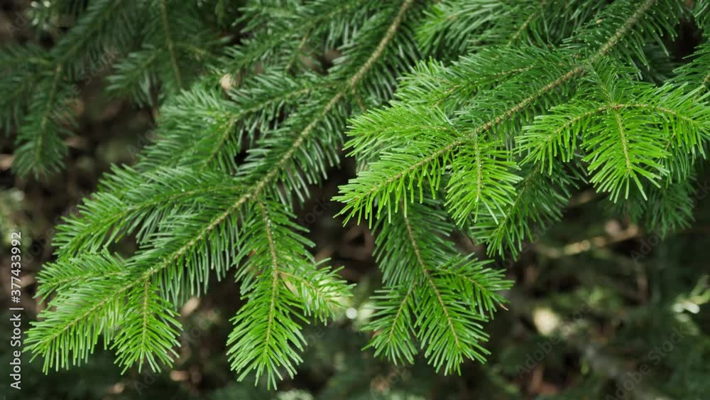 Green spruce branches as a textured background. Sways in the wind. Green spruce branches as a textured background. Sways in the wind.