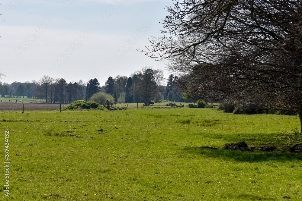 Fototapeta premium Green Meadow and Trees on a Summers day