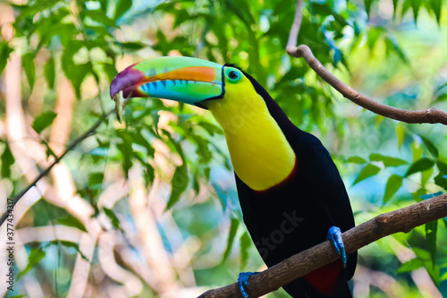 Keel-billed toucan perching on a branch