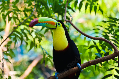 Keel-billed toucan perching on a branch